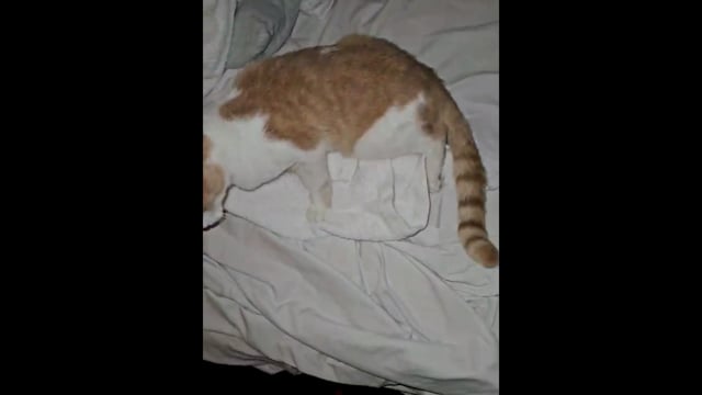 Ρόδος: Γάτα πυροβολημένη με αεροβόλο βρέθηκε στην παραλία Φάνες 4-10-2025