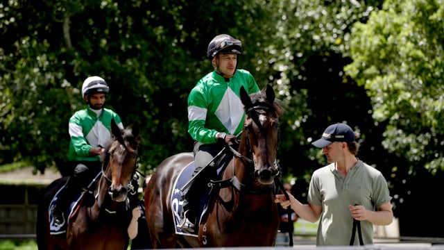 NZB Ready to Run | Breeze Up Highlights