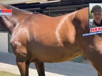 Lot 163 STREET BOSS x Go Straightandhard Colt