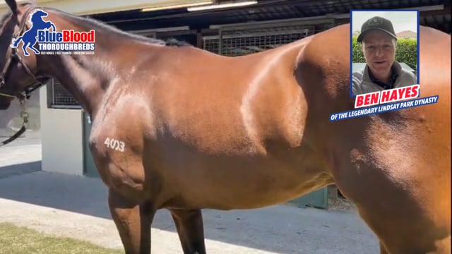 Lot 163 STREET BOSS x Go Straightandhard Colt