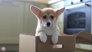 The Wildest Thing You've Gotten While Trick or Treating