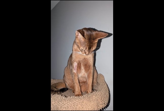 A house for me and my cat Main Photo