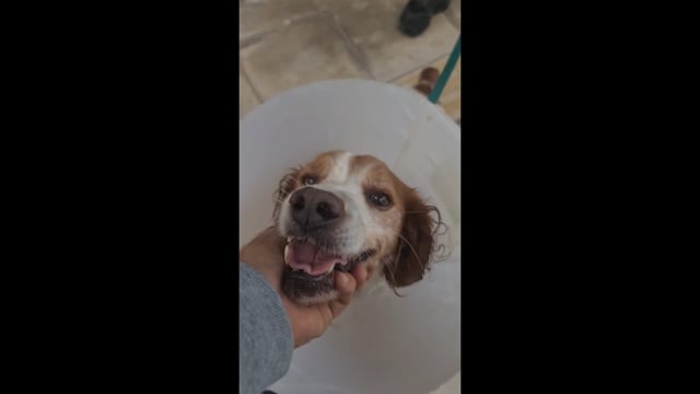 Αναρρώνει ο Ρεξ 23-10-2025