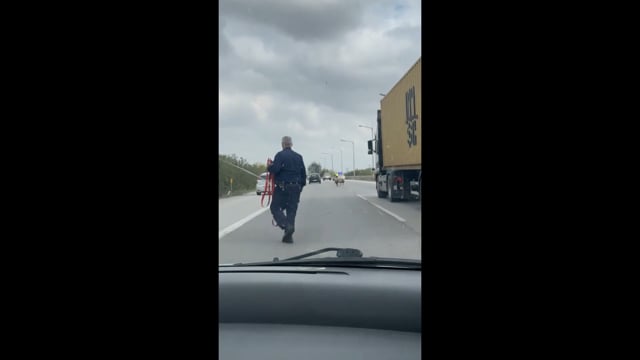 Κριάρι στη μέση του δρόμου και περιπολικό το χτυπάει για να το εμποδίσει 25-10-2025