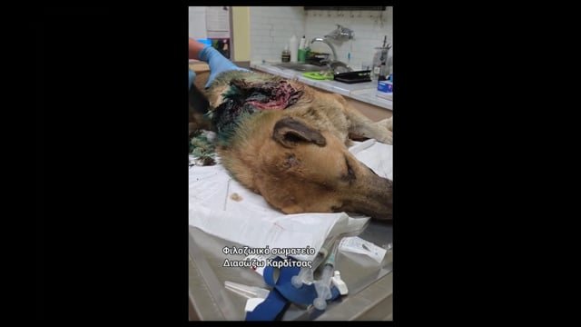 Καρδίτσα: Σκύλος πυροβολημένος εξ επαφής με κυνηγετικό όπλο 24-10-2025