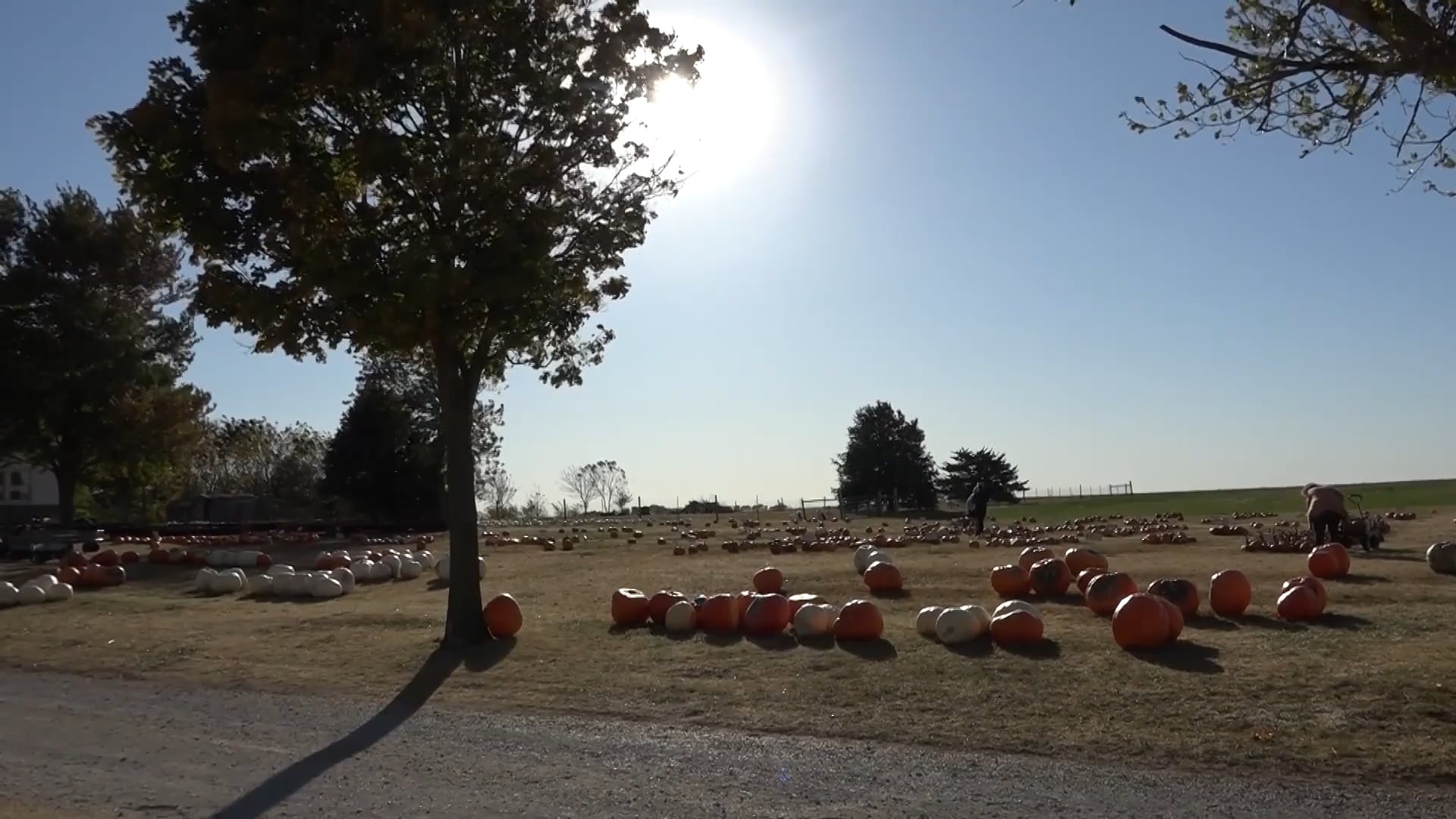 Pumpkin Paradise Found: Negangard Patch Adventure!