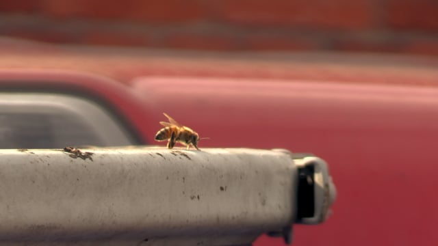 Messner Bee Farm | Napkin Stories