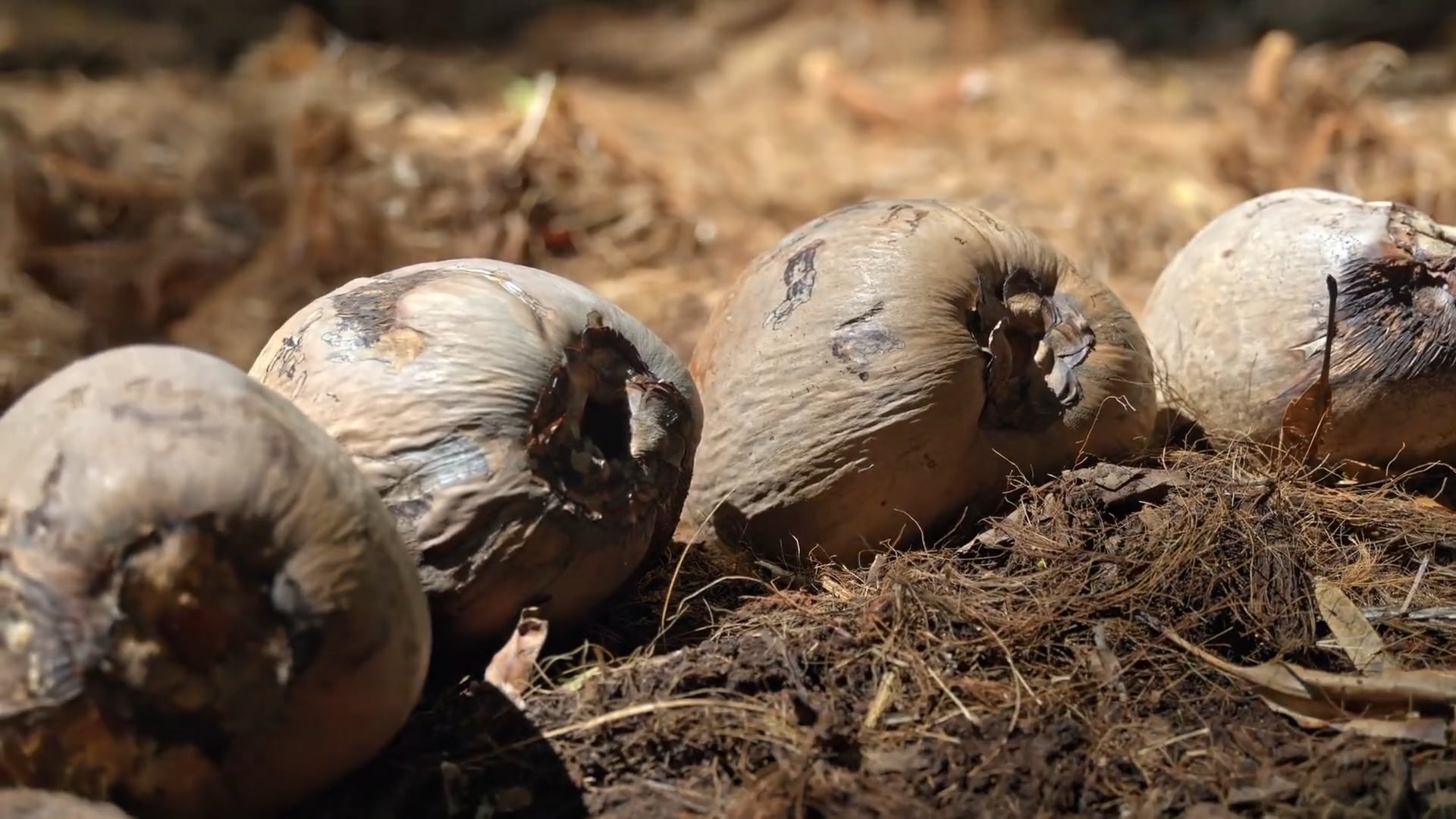 Outside Hawaiʻi 2025 - 10 Episode