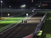 Zousain x Erin's Element Colt - Track work 241025