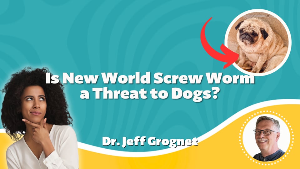 Is the New World Screwworm a Threat to Dogs?