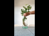 Reel Jarrón Monstera Adansonii Hidroponia