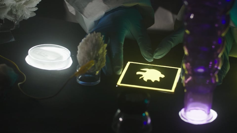 Psychoterra