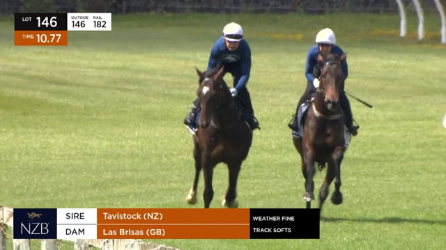 NZB Ready to Run Sale | Ceolwulf (NZ)