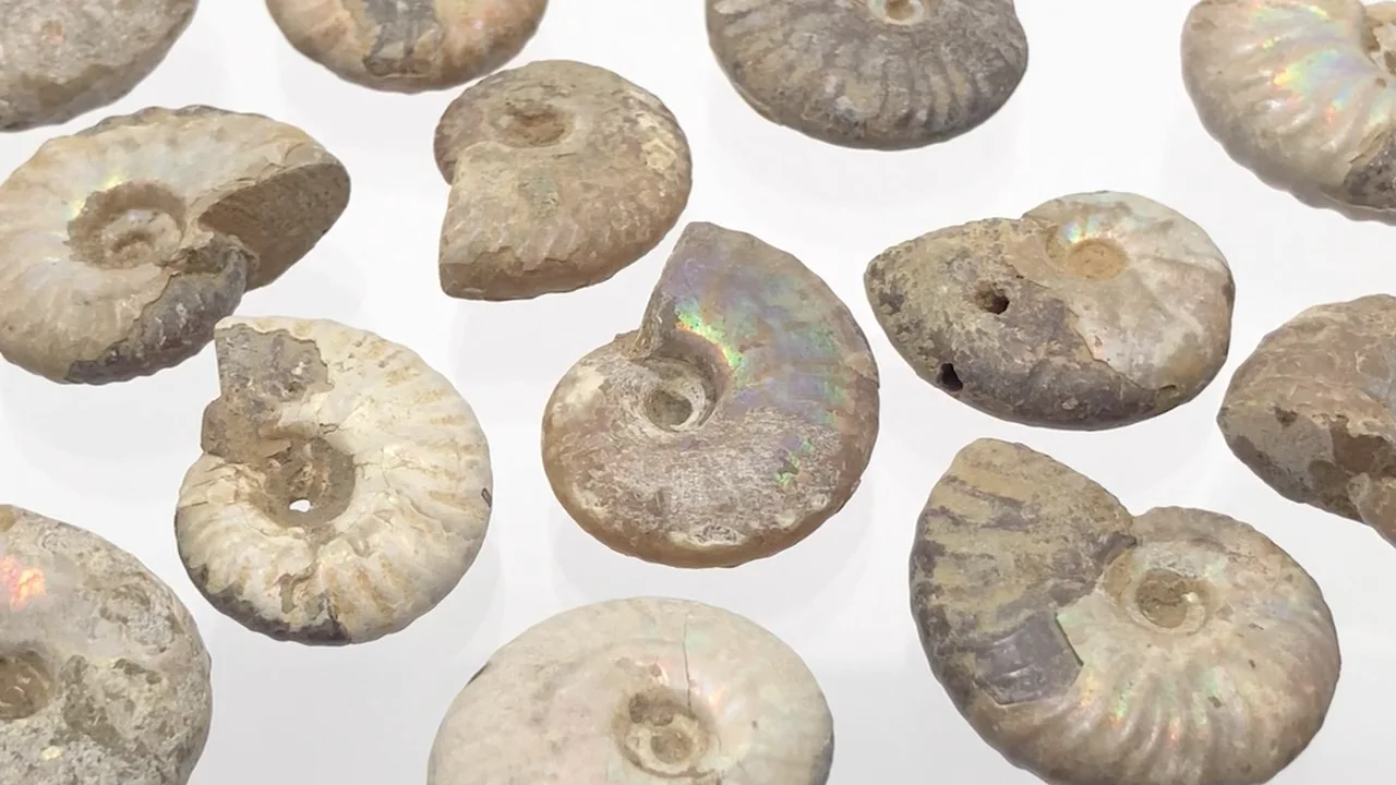 アンモナイトの化石（産地・マダガスカル） 5個｜天然石ビーズの卸問屋