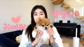 Let's Learn some Korean Words related to Cute Doggies!
