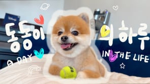 A day in the life of 동동 the Cutest Doggy in the World!