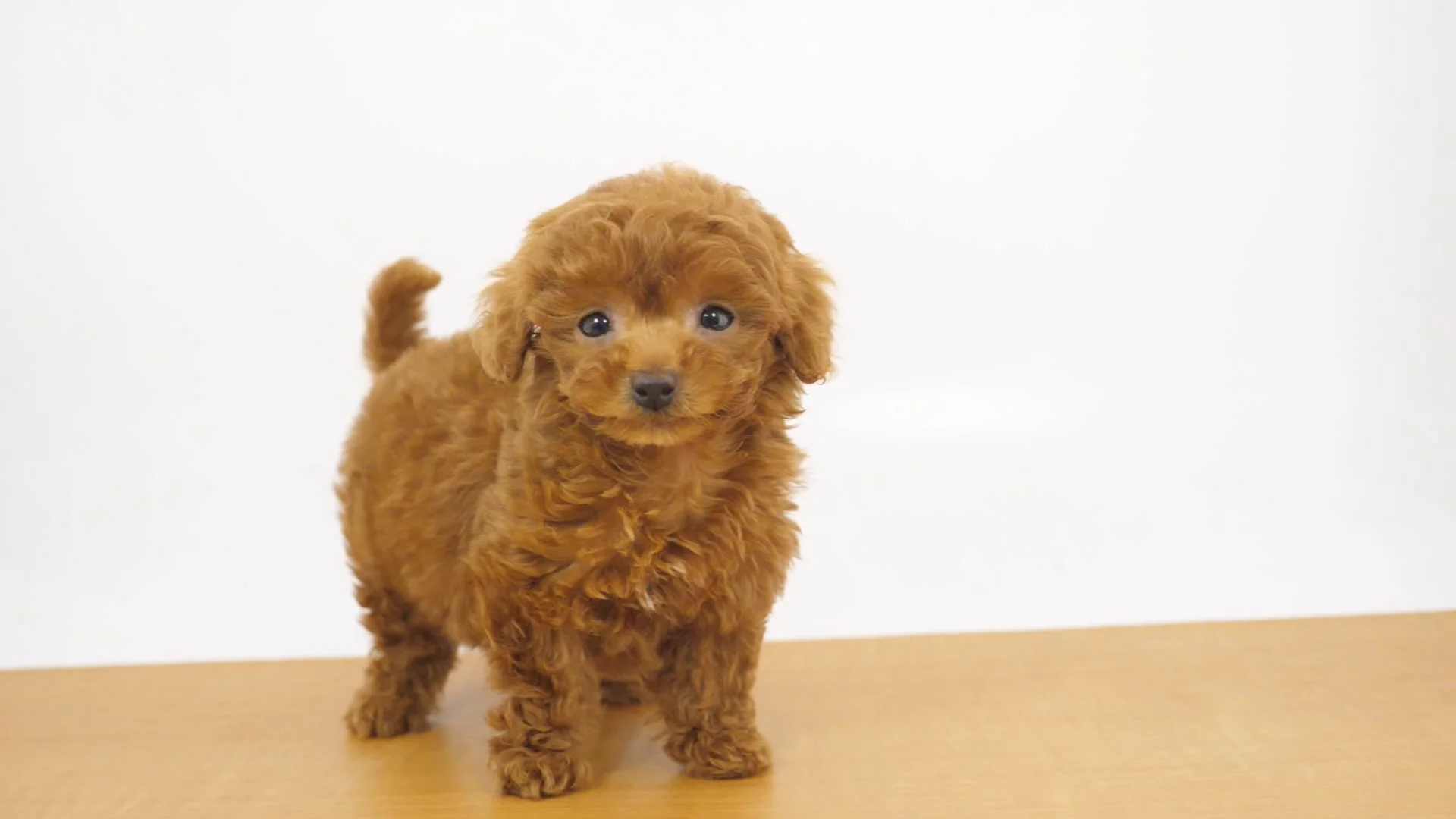 トイ・プードル レッド 男の子 GRAND目黒碑文谷店 2025102706504