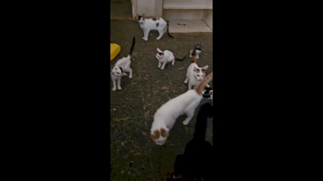 Πάτρα Αχαΐας: Πολλές γάτες έγκλειστες σε σπίτι μέσα στη βρώμα 29-10-2025