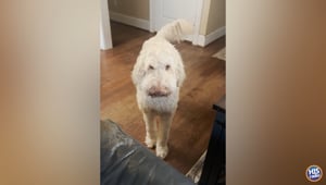 Has Your Dog Ever Counter Surfed?