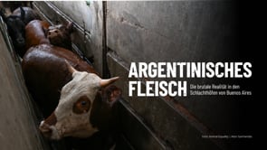 Neue Recherche in argentinischen Schlachthöfen: Tierleid auch auf deutschen Tellern?
