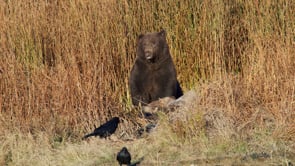 GRIZZLIES CONSUME BISON CARCASS LATE FALL-STOCK