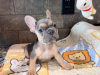 My personality & characteristics