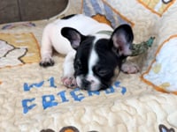 My personality & characteristics