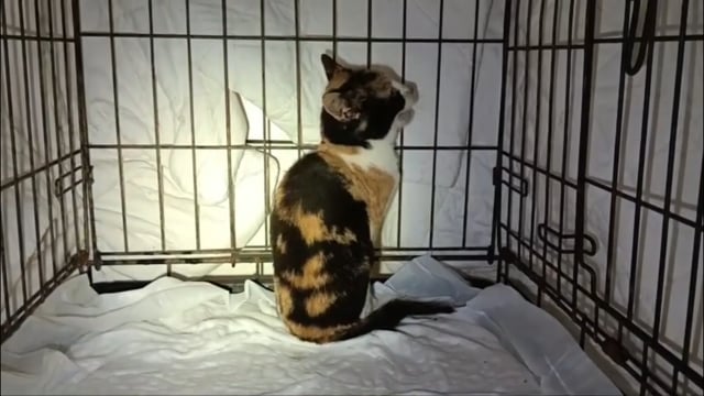 Κεφαλλονιά: Διάσωση γατιού από πηγάδι σε περιοχή μεταξύ Δορισάτα και Πεσσάδα 30-10-2025