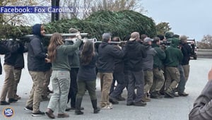 New Christmas Tree In Biltmore