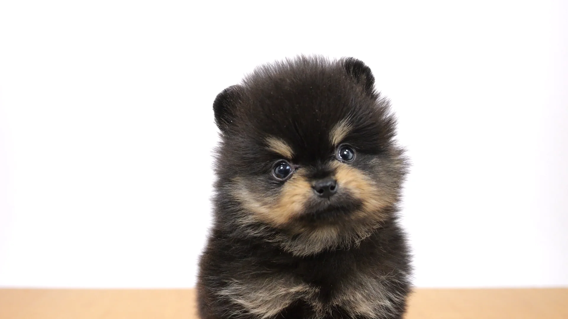 ポメラニアン ブラック＆タン 女の子 GRAND亀戸店 2025102942902