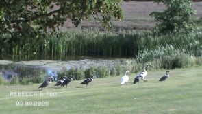 Related Embedded Video Item Thumbnail