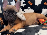 My personality & characteristics