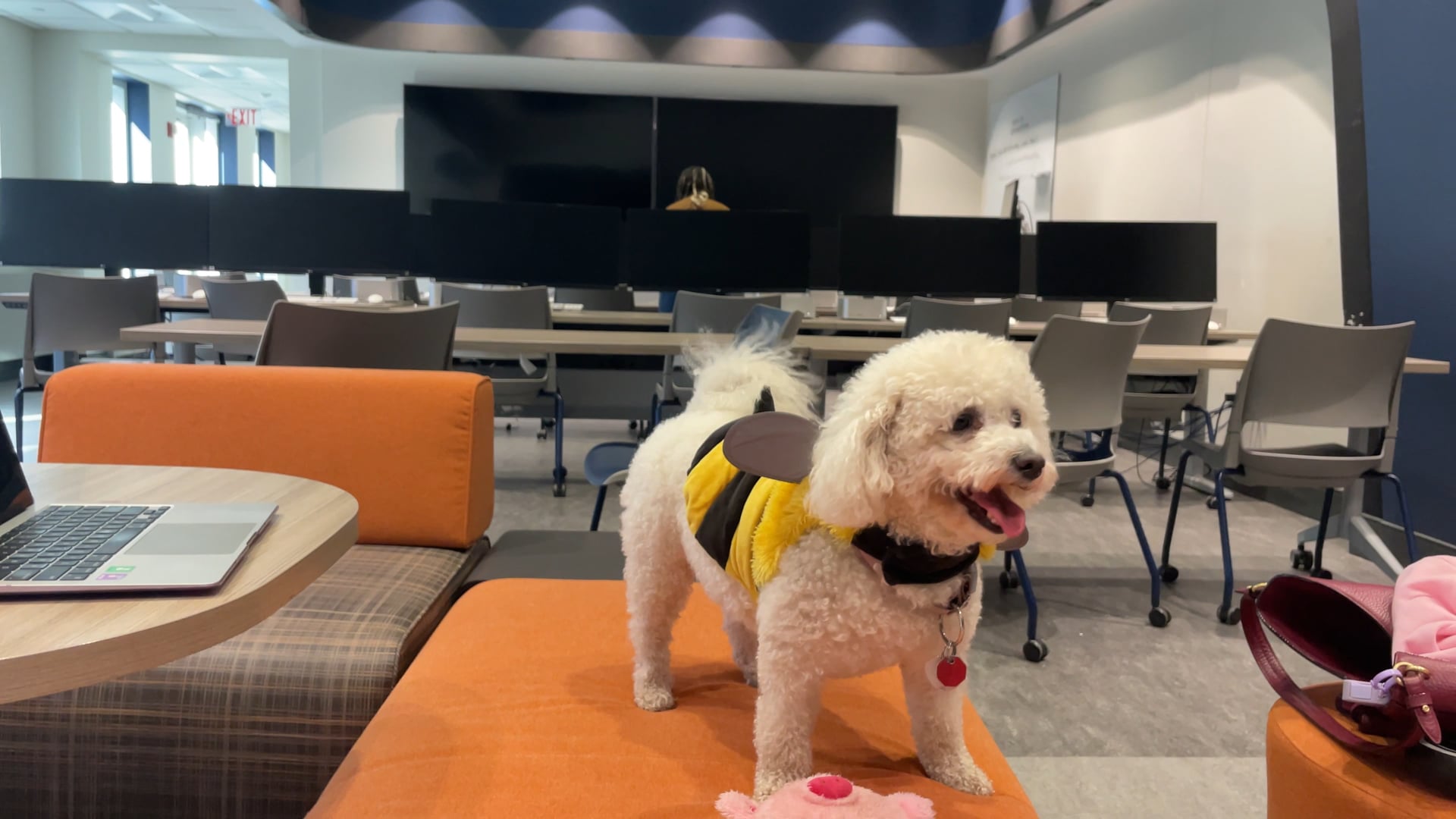 Jolie: Nuestra Reportera Canina da un Tour por el Estudio Richmond