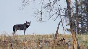 WAPITI PACK FALL-STOCK