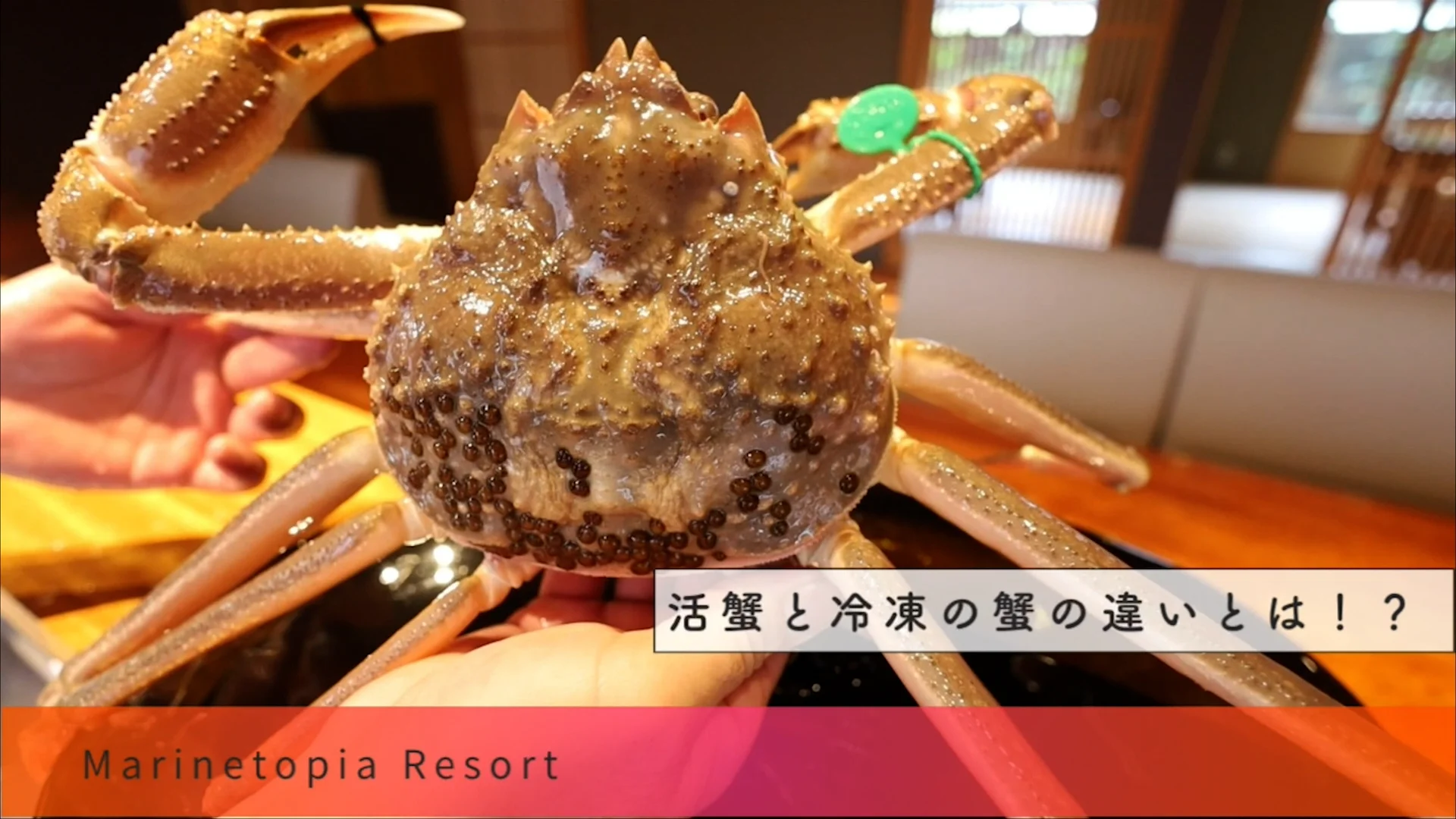 完全解説】活蟹と冷凍蟹の違いとは？｜鮮度・味・産地でわかる“本物の