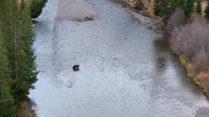 GRIZZLY BEAR FALL LANDSCAPE-STOCK