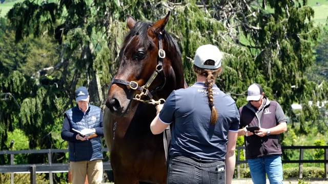 2025 NZB Ready to Run Sale | Chad Ormsby - Riverrock Farm