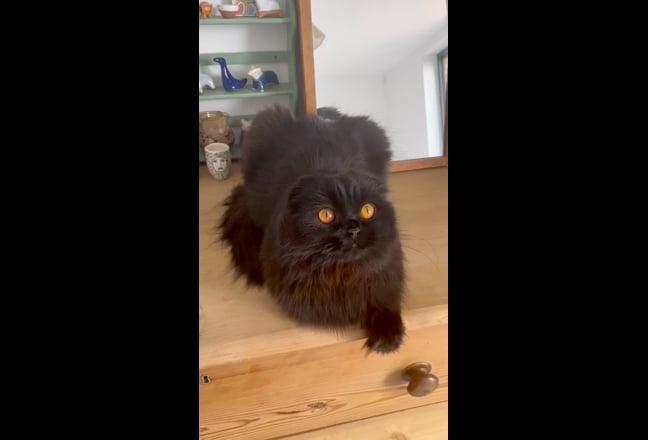 Bright Double Room in Clapton  Main Photo