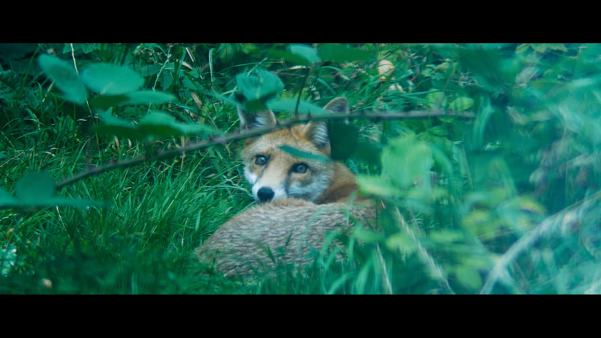 'Oldlands' - Trailer