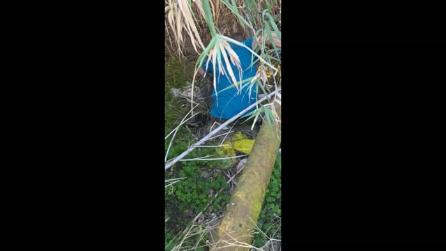 Ρόδος: Σκύλος με κομμένα τα μπροστινά του πόδια βρέθηκε ζωντανός πεταμένος σε ρέμα 3-11-2025