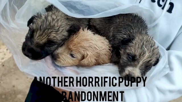 Ανώγεια Ηρακλείου Κρήτης: Τουρίστες βρήκαν 6 κουταβάκια μέσα σε τσουβάλι πεταμένα στο βουνό 2-11-2025