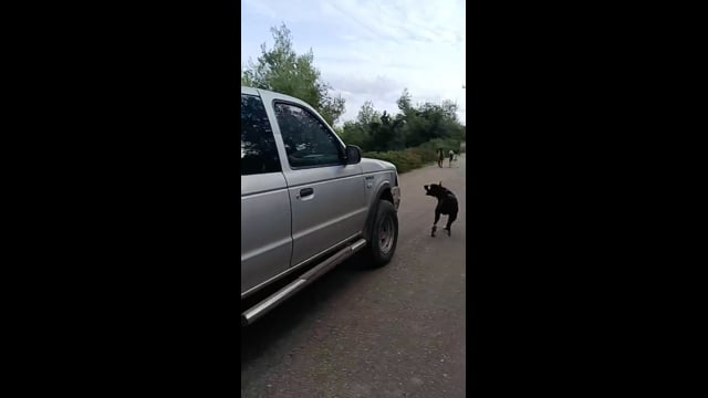 Μαλεσίνα Φθιώτιδας: Οδηγός αγροτικού σκόπιμα πατάει σκύλο 31-10-2025