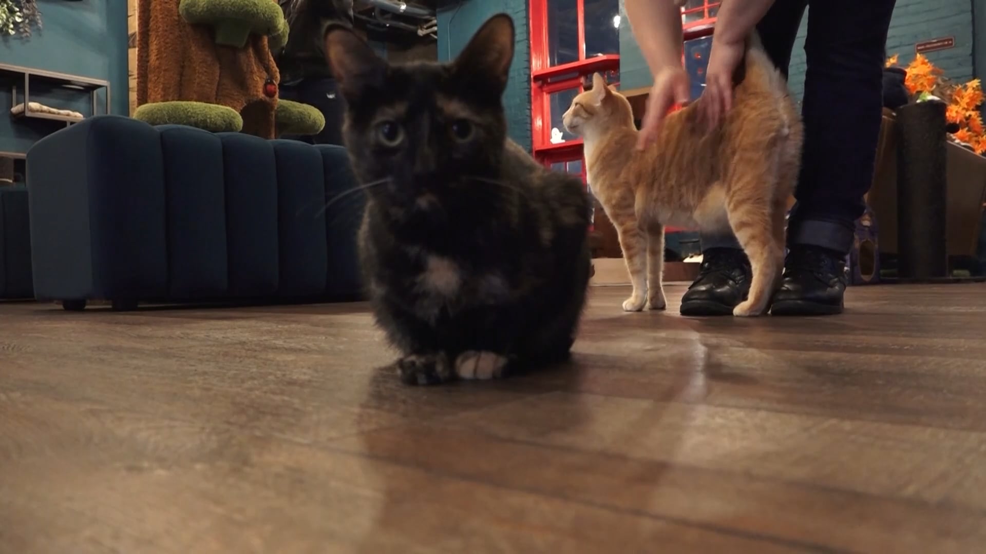 The Scratching Post: Where Coffee and Cats Connect