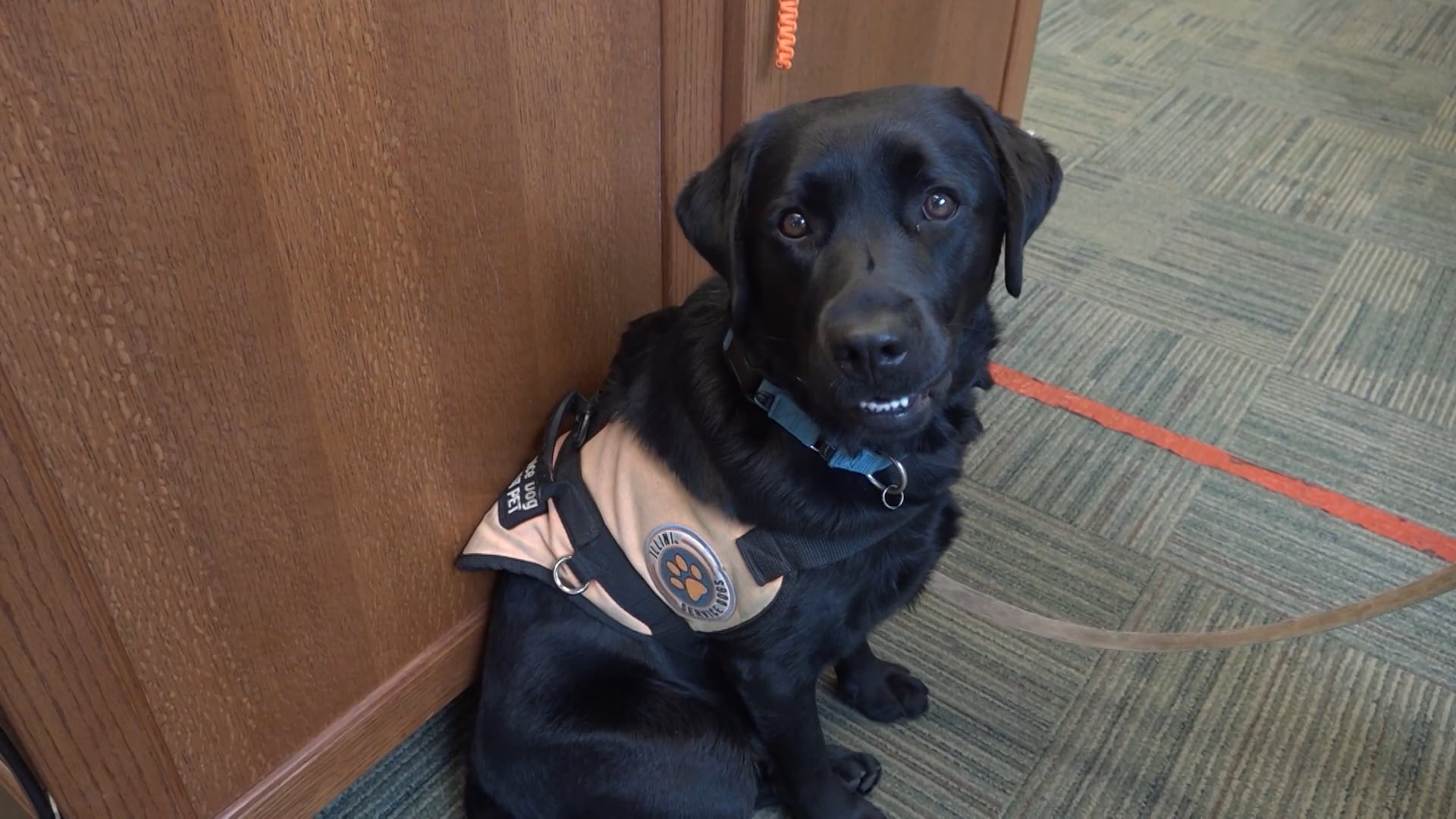 Paws with Purpose: Inside Illini Service Dogs