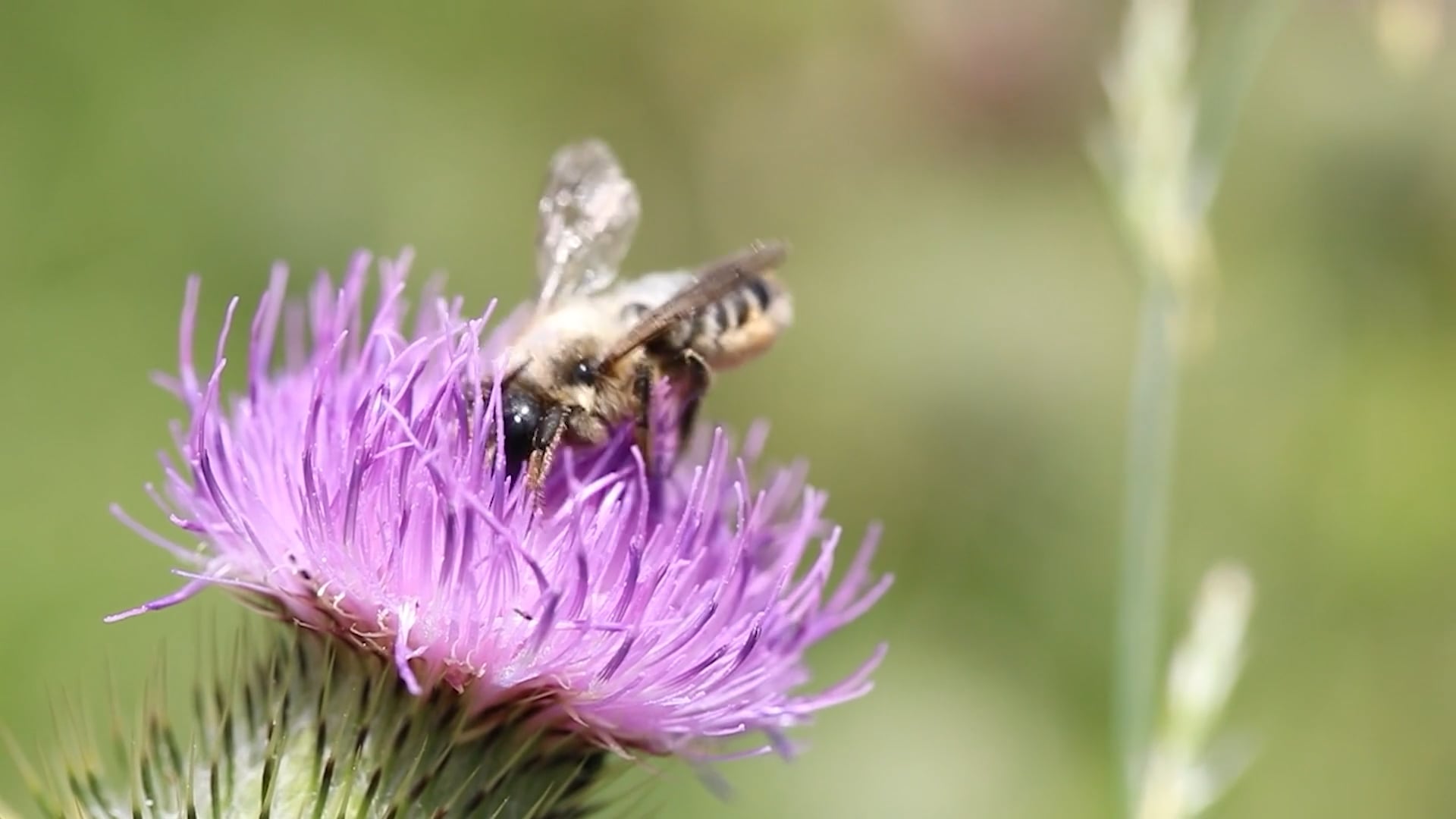 Buzzing Through Fall: How Honey Bees Brave the Cold