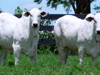 Lote<br>Fazenda Nova