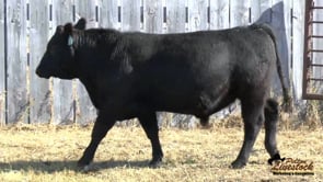 DDA Back To The Future 26B