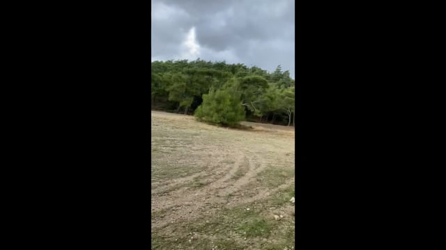 Ρόδος: Σκύλος δολοφονημένος πυροβολημένος με κυνηγετικό όπλο εξ επαφής εντοπίστηκε στις Καλυθιές 28-10-2025