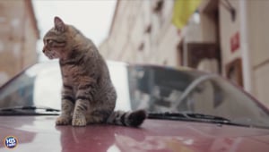 How to Keep Animals Away From Your Car