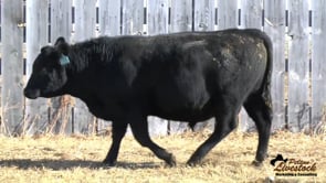 DDA Good as Gold 13B